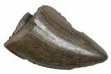 Serrated, Tyrannosaur (Nanotyrannus) Tooth - Montana #350399-1
